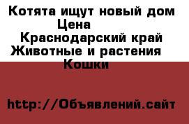 Котята ищут новый дом. › Цена ­ 3 000 - Краснодарский край Животные и растения » Кошки   